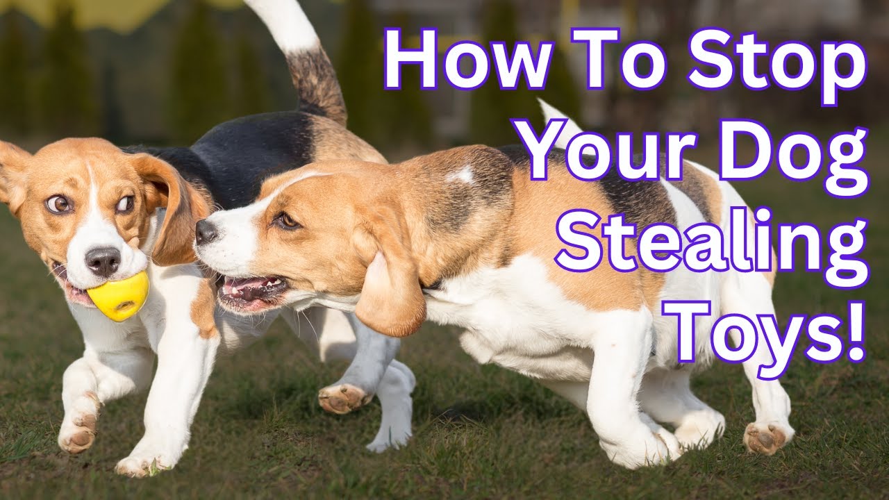 3 Ways To Stop Your Dog Stealing Toys From Other Dogs
