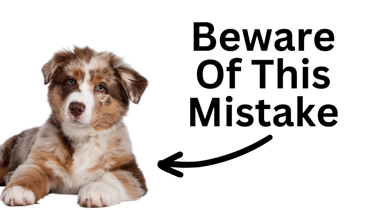 The importance of puppy training and what age you should start training your puppy | Charlotte Bryan