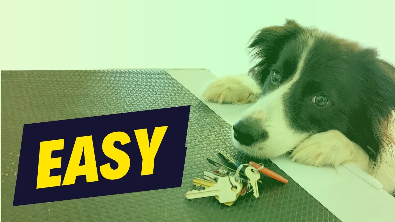 Teach Your Dog To Find Your Keys | Step 1