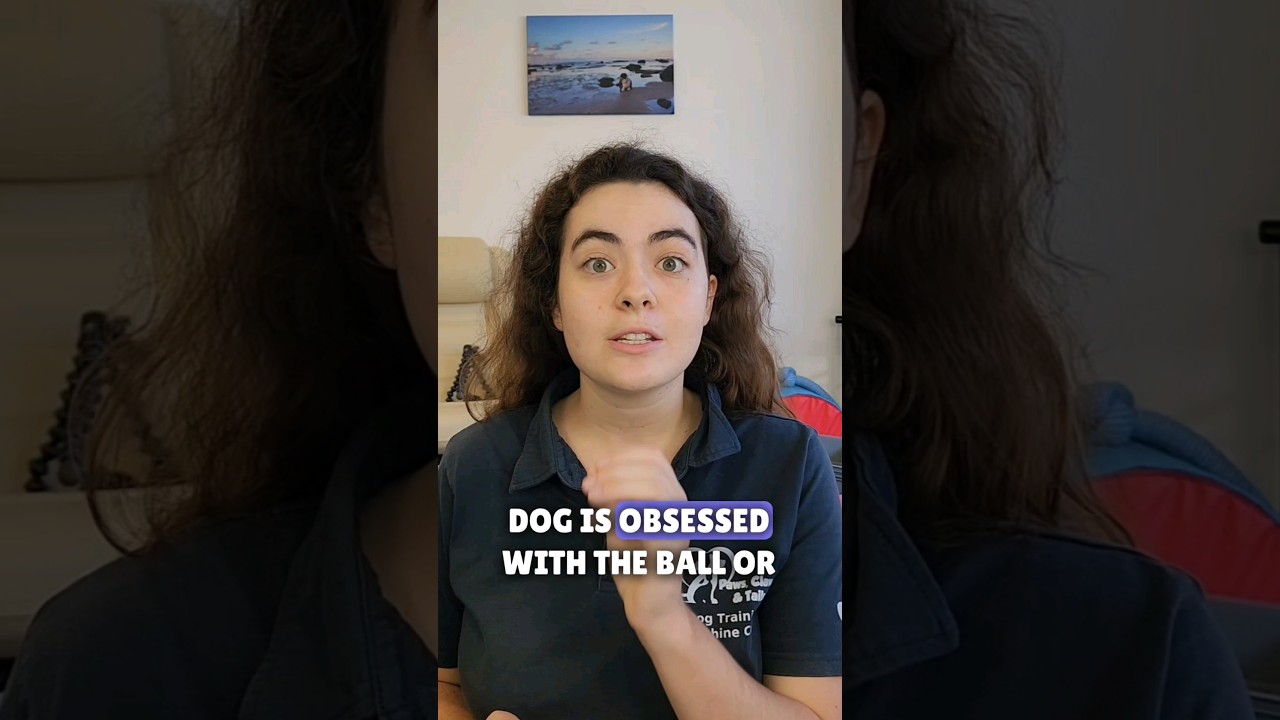 This Is Why Your Dog Is Obsessed With The Ball