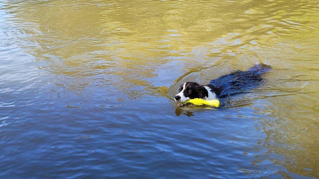 Dog Model For Hire Queensland - Frankie the Border Collie