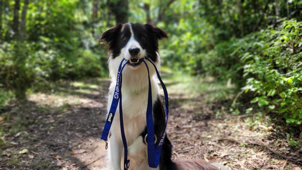 Dog Model For Hire Sunshine Coast - Frankie the Border Collie