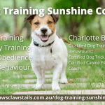 Dog Training And Dog Behaviour Sunshine Coast Charlotte Bryan