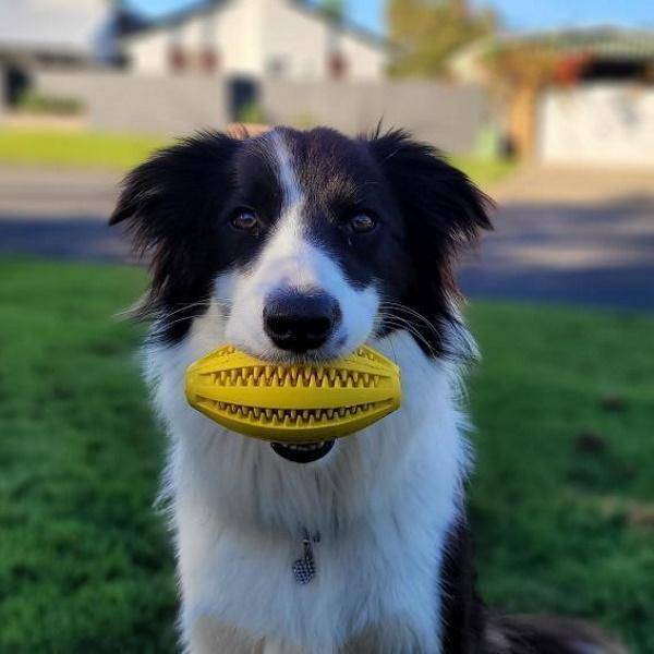 does desexing a female dog calm it down