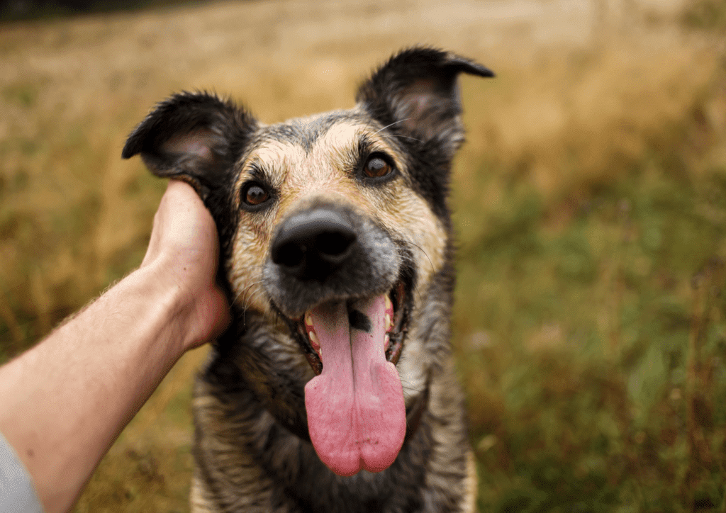 Free Dog Care Articles - By Dog Trainer & Behaviourist Charlotte Bryan