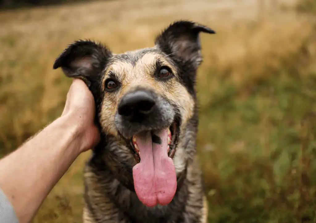 Free Dog Care Articles - By Dog Trainer & Behaviourist Charlotte Bryan