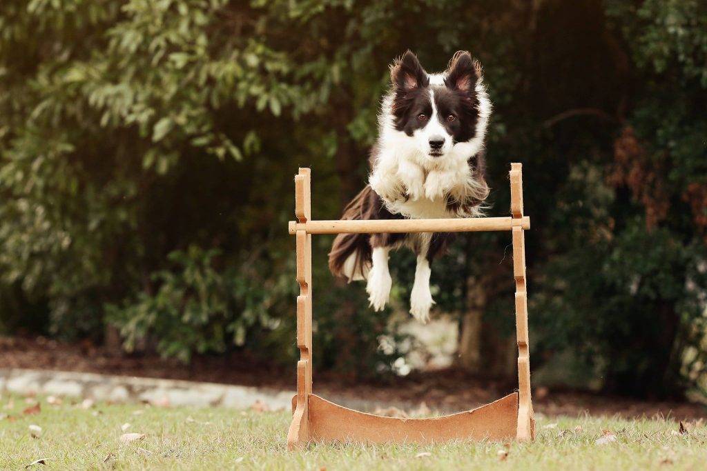 Dog Agility Sunshine Coast - Fun Lessons