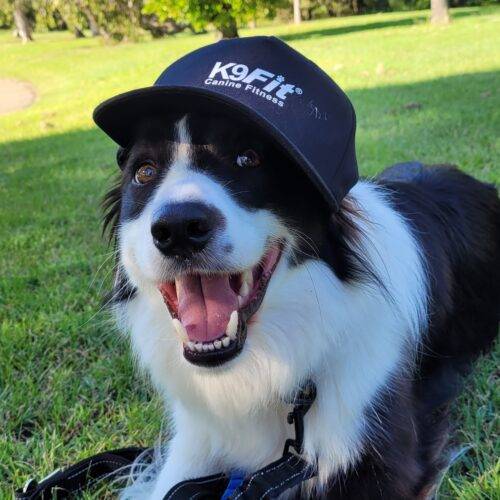 K9Fit The Best Dog Products For Your Dog