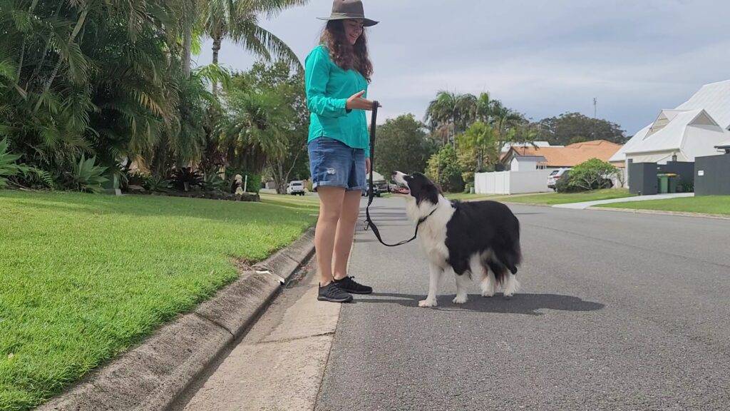 Normal Dog Leash - The OneLeash - The Ultimate Dog Leash