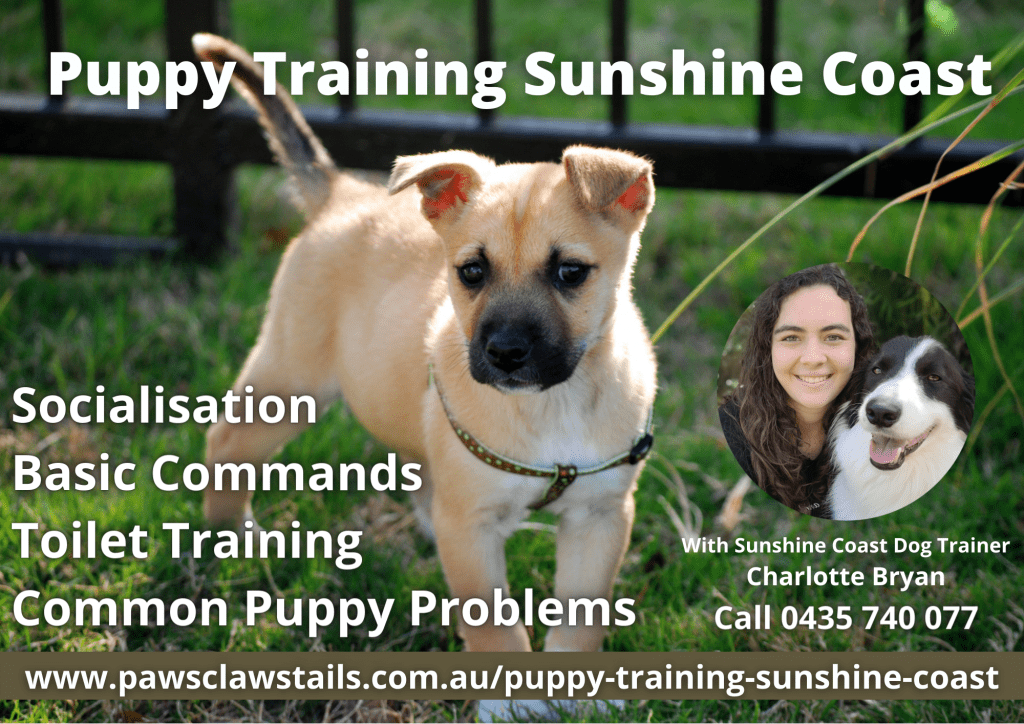 Puppy Trainer Sunshine Coast - Best Puppy Trainer