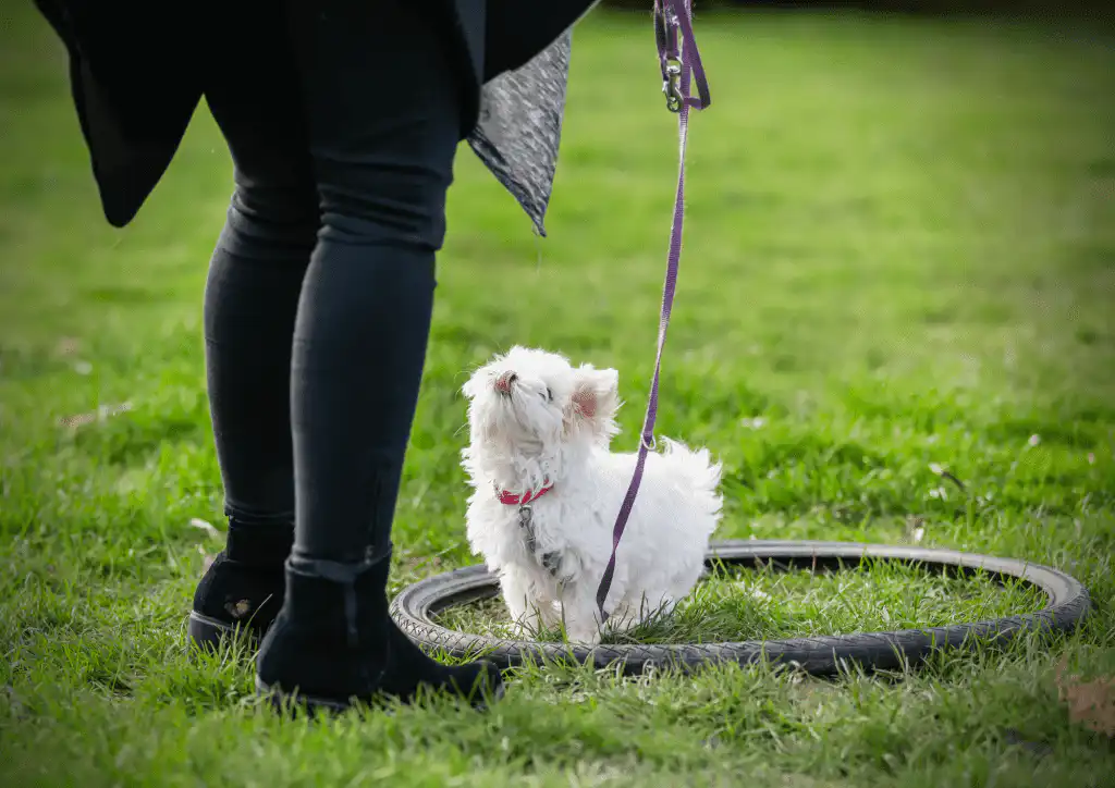 puppy training sunshine coast