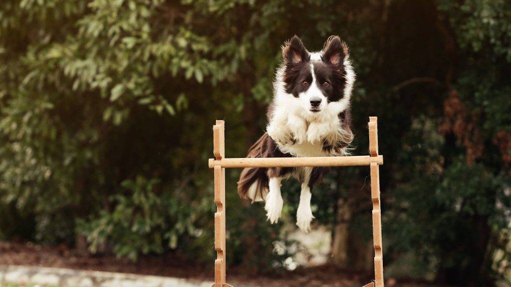 Sunshine Coast Dog Agility - Charlotte Bryan