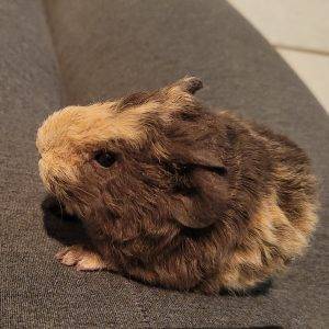 Guinea Pig Model and Actor Australia