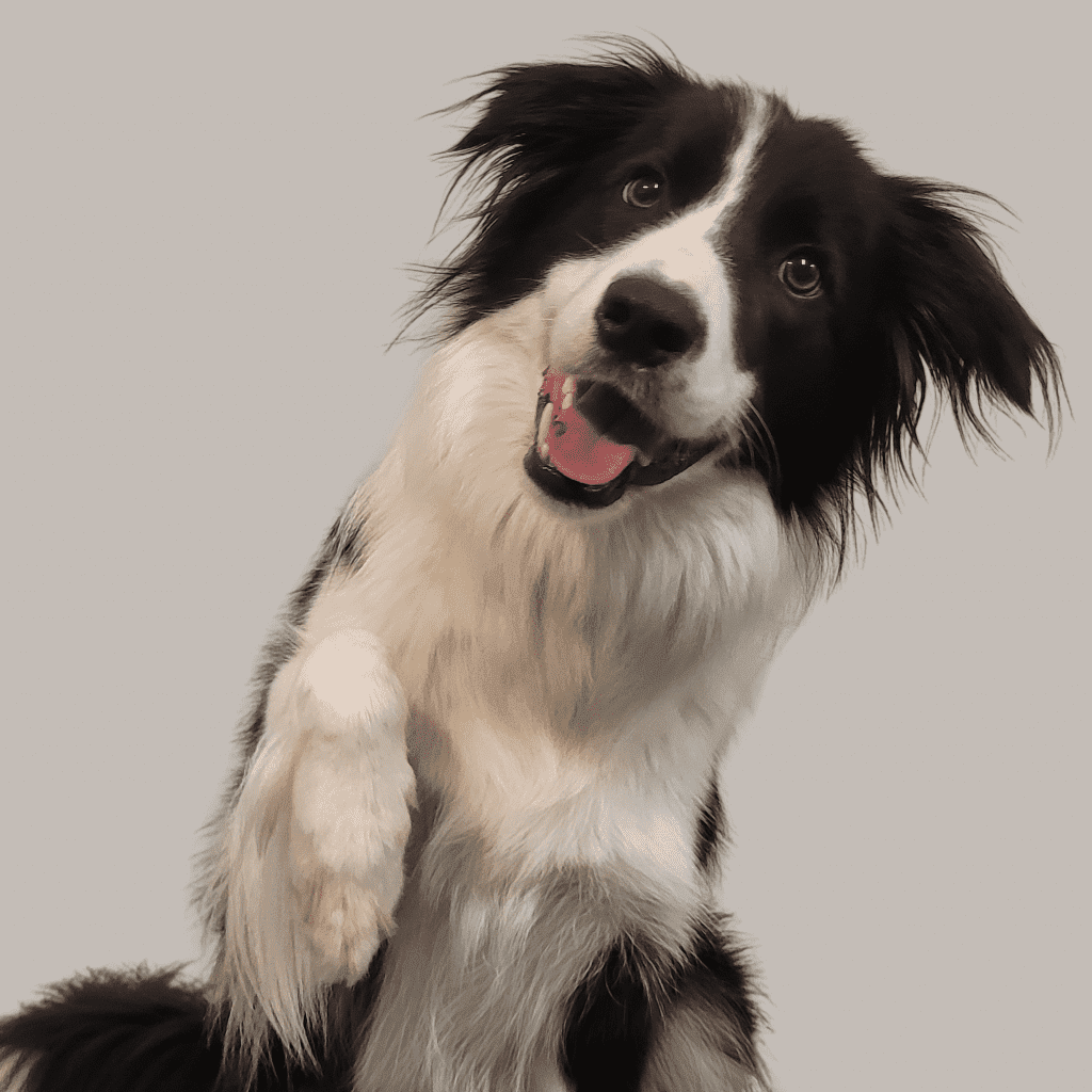 Dog Model For Hire Australia Paws Claws & Tails Charlotte Bryan