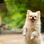 Read How To Reduce Your Dogs Anxiety With Anti-Anxiety Treats