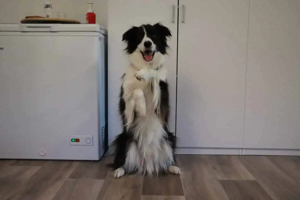 Dog Trick Classes Sunshine Coast with Charlotte Bryan from PCT