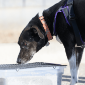 og scent detection classes for pet dogs sunshine coast