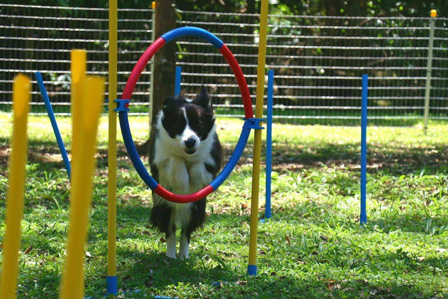 Dog Agility Sunshine Coast Paws Claws & Tails Charlotte Bryan
