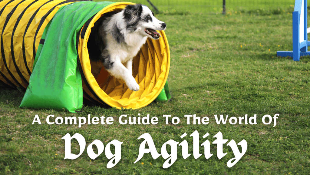 Dog Agility Show - Energetic Dog Competing in Agility Course 2022