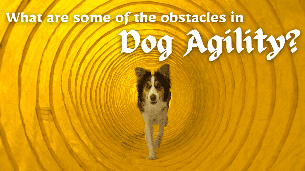 What Are Some Of The Obstacles In Dog Agility - Dog Agility Training Sunshine Coast