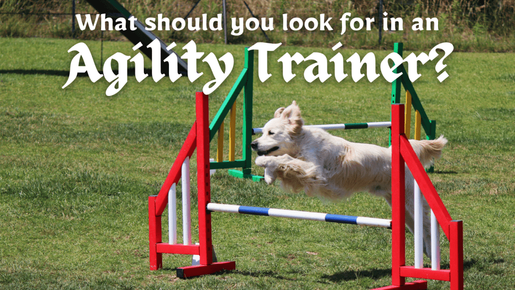 What To Look For In A Dog Agility Trainer - Dog Agility Training 101