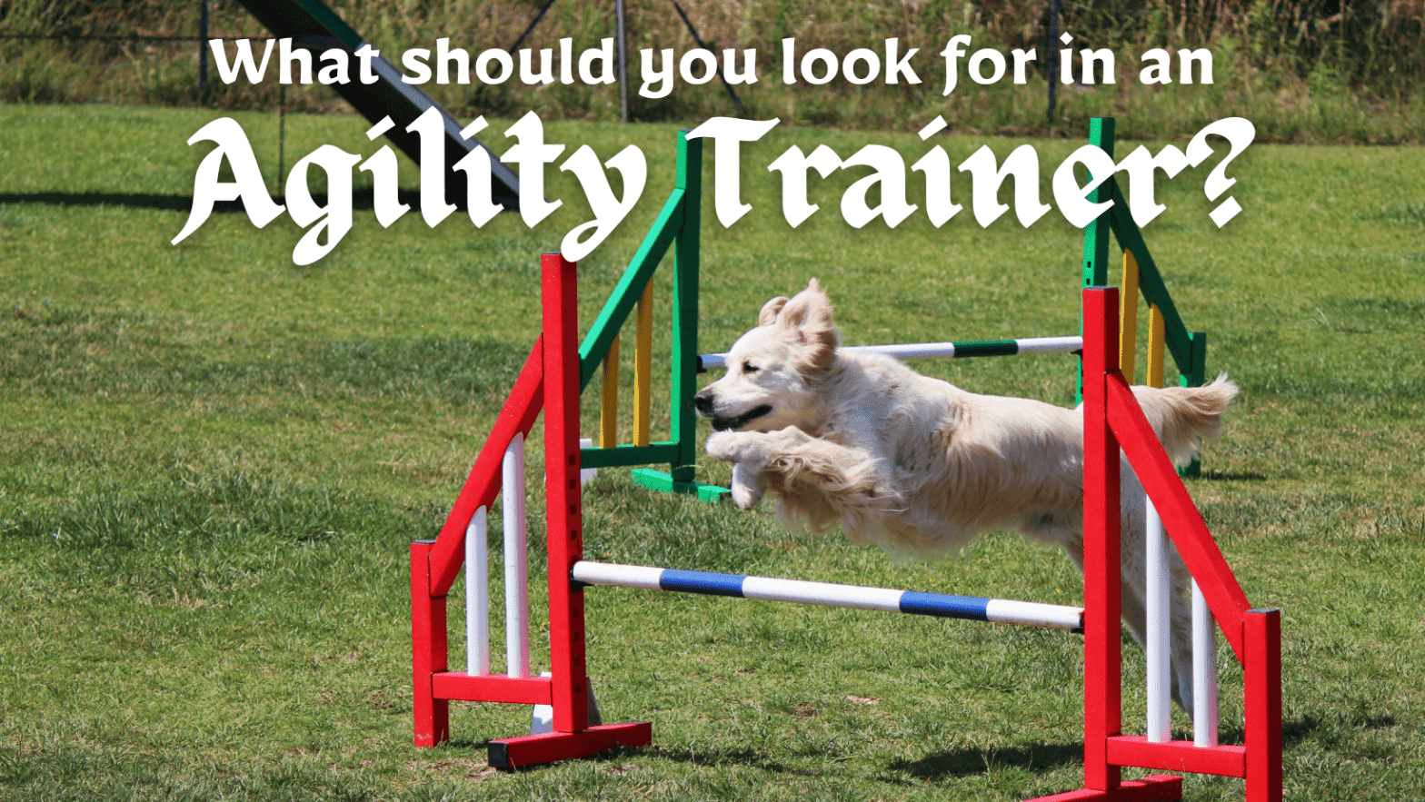 Discover the Exciting World of Dog Agility A Complete Guide Paws