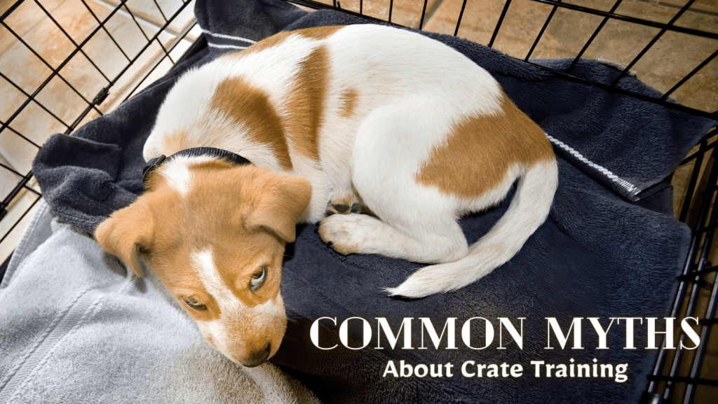 Common Myths About Crate Training - Complete Guide To Puppy Crate Training