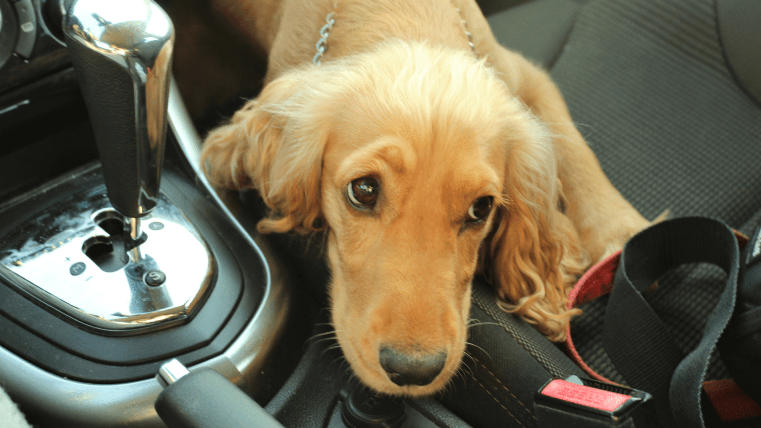 [Q&A] Dog Pooping in back Of Car. How To Fix This! Paws Claws & Tails Charlotte Bryan