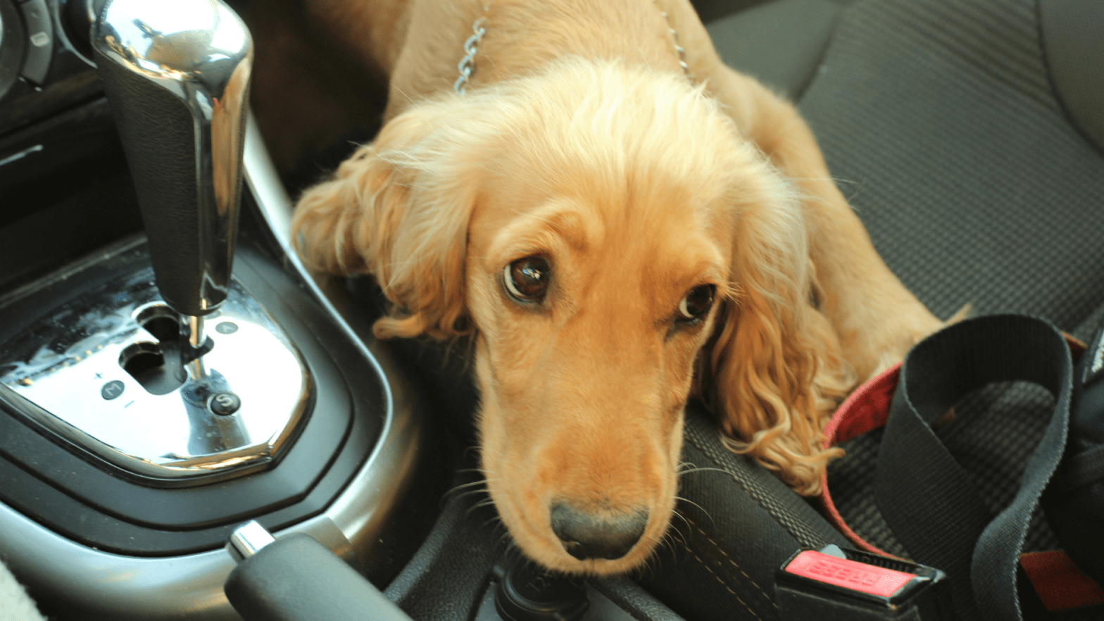 Dog-Anxious-in-Car