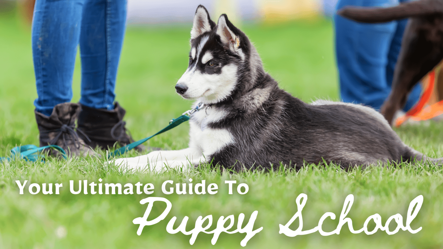 Your Ultimate Guide To Puppy School Paws Claws & Tails Charlotte Bryan