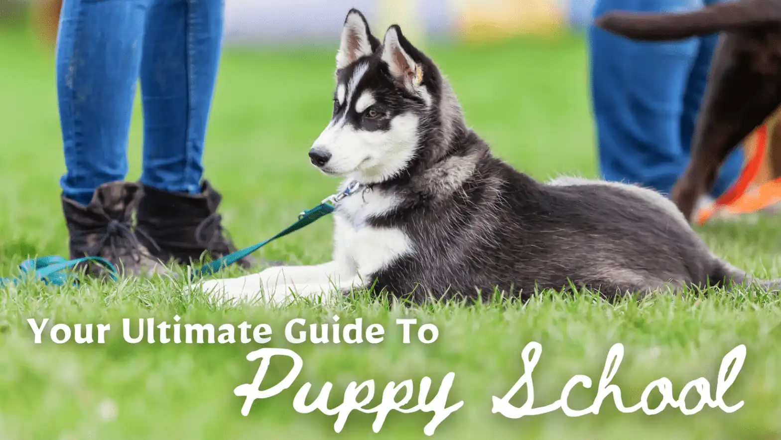 Ultimate Guide To Puppy School - Puppy School Sunshine Coast
