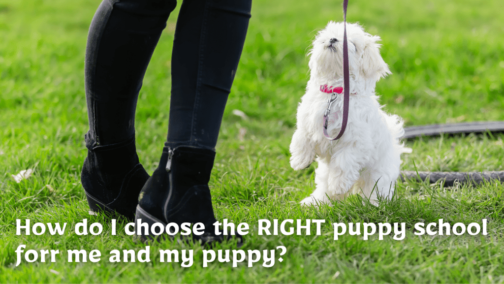 How to choose the right puppy school for you and your puppy - puppy school sunshine coast