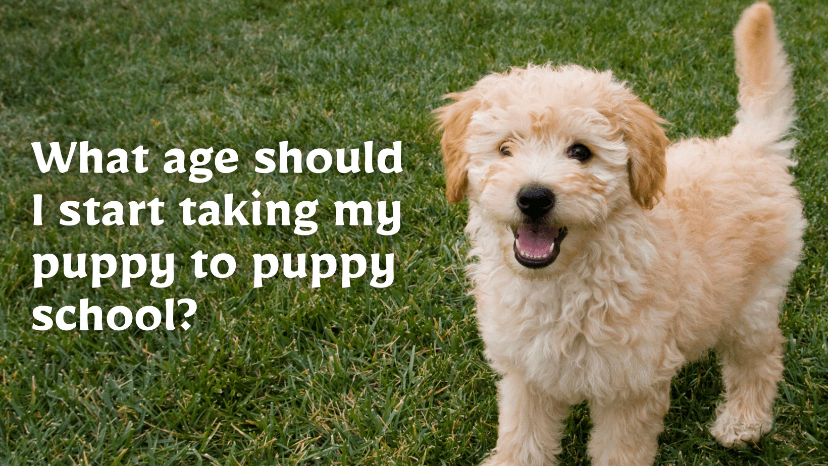 Your Ultimate Guide To Puppy School Paws Claws & Tails Charlotte Bryan