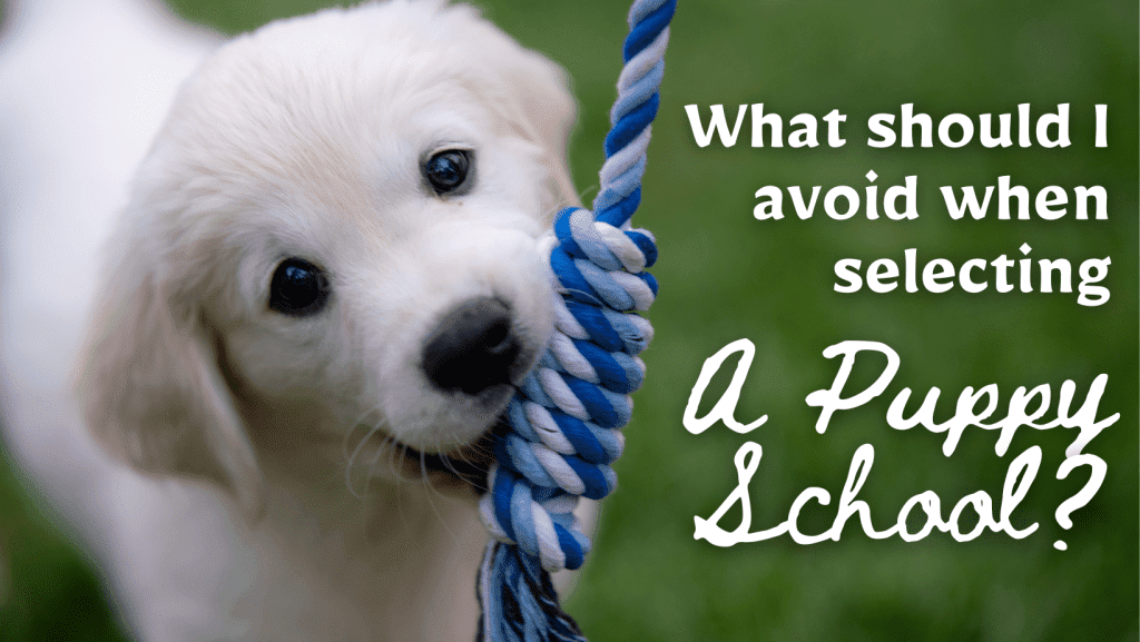 What should I avoid when choosing a puppy school?