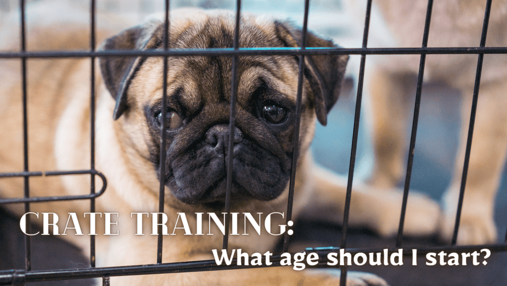 What Age Should I Start Crate Training My Puppy - Complete Guide To Puppy Crate Training