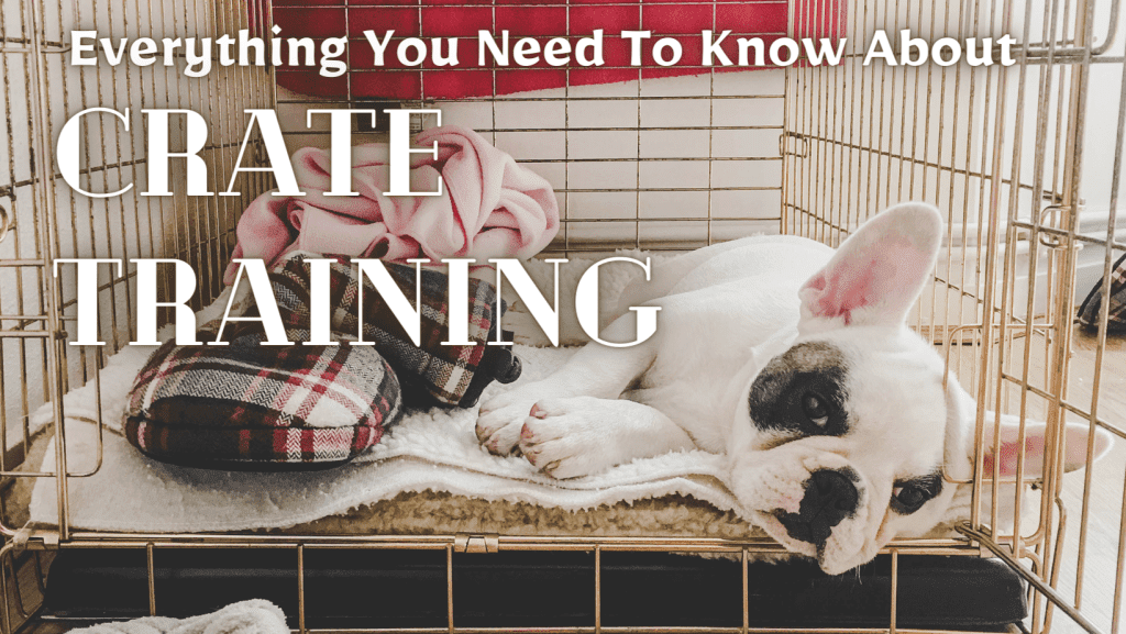 Crate Training 101 Everything You Need to Know for a Happy and