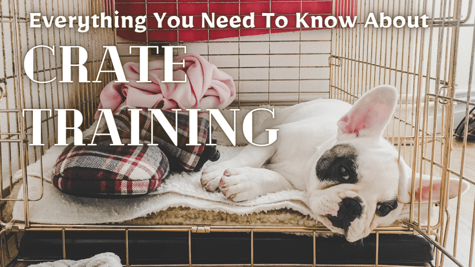 Crate training 101 best sale