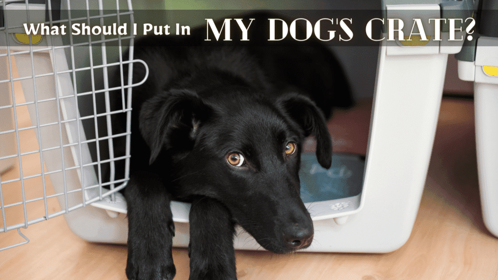 What Should I Put In My Dog's Crate At Night - Complete Guide To Crate Training