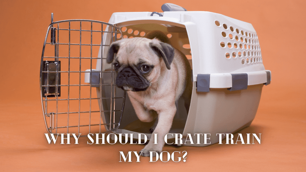 Why Should I Crate Train My Dog - Complete Guide To Crate Training Your Puppy