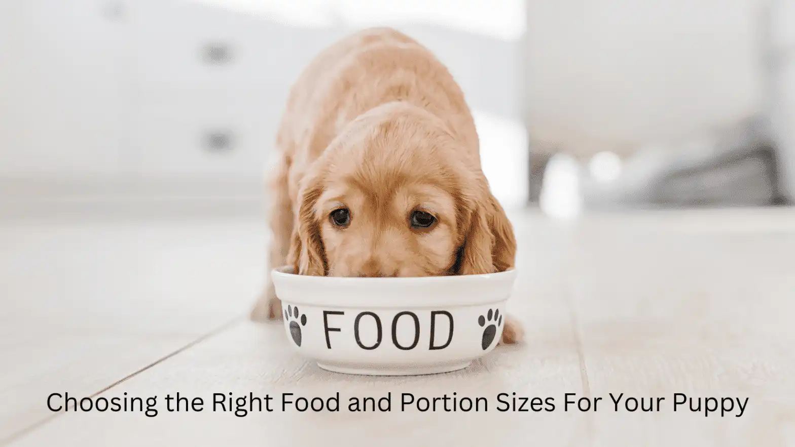 Choosing the Right Food and Portion Sizes For Your Puppy