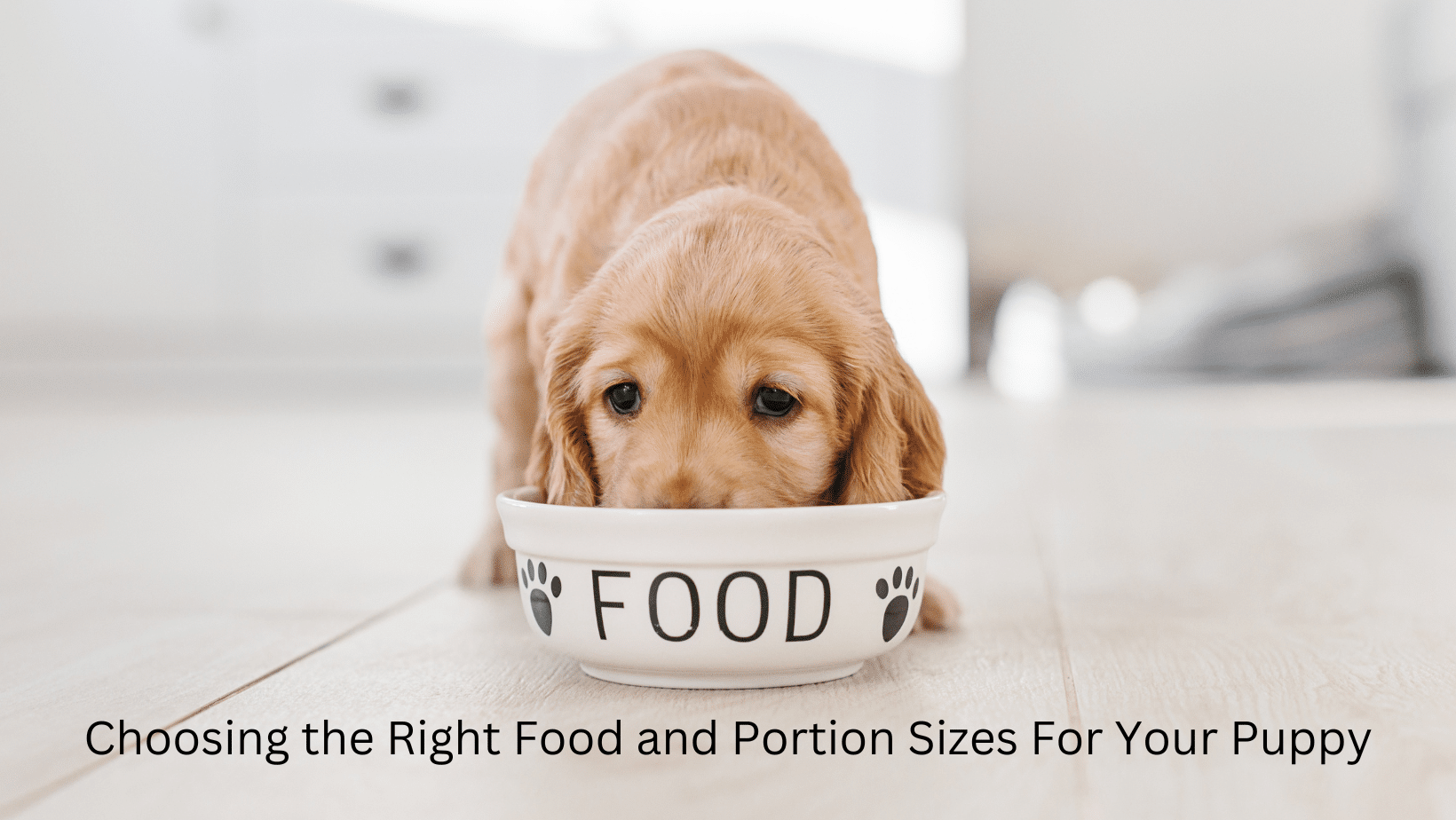 Feeding Your Puppy: Choosing the Right Food and Portion Sizes | Paws Claws  & Tails - Charlotte Bryan