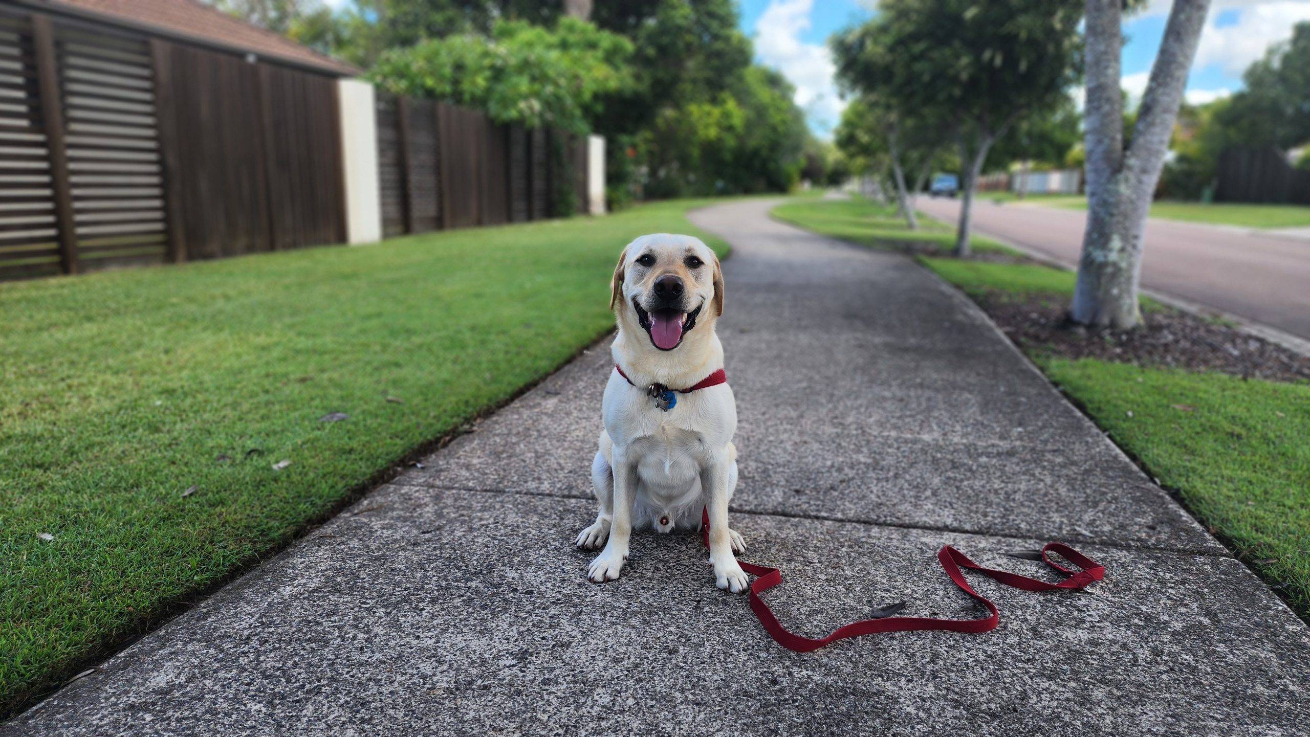 dog and puppy training sunshine coast - Charlotte Bryan dog and puppy training sunshine coast - Charlotte Bryan