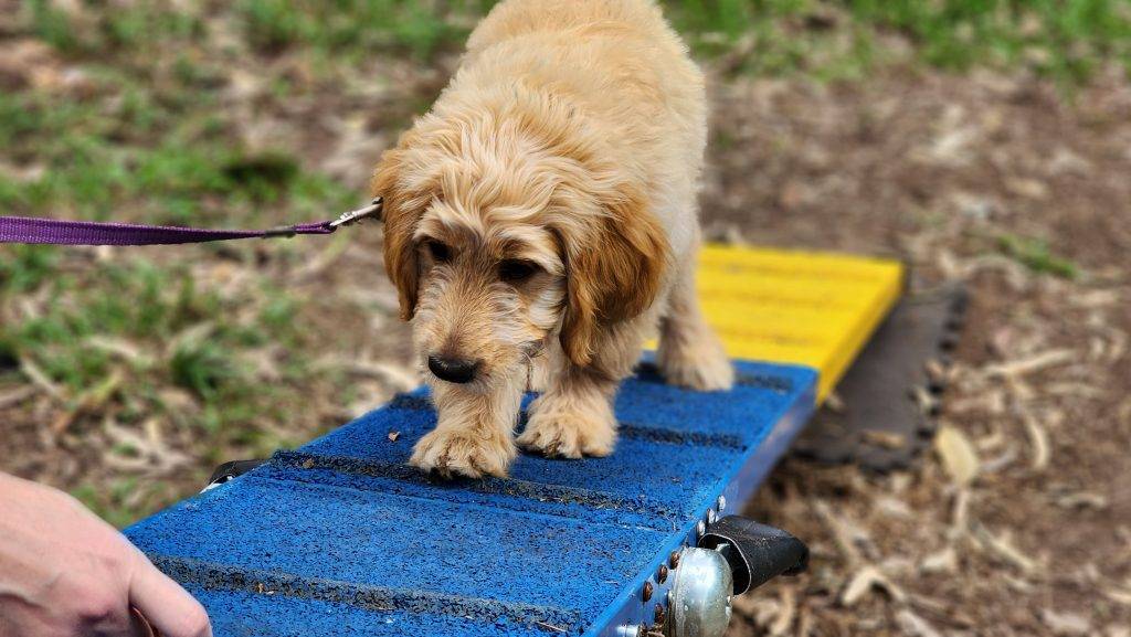 puppy-fun-day-paws-claws-tails-charlotte-bryan