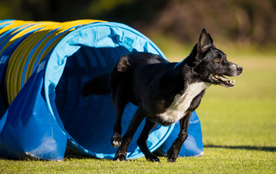 Dog Agility Sunshine Coast Paws Claws & Tails Charlotte Bryan