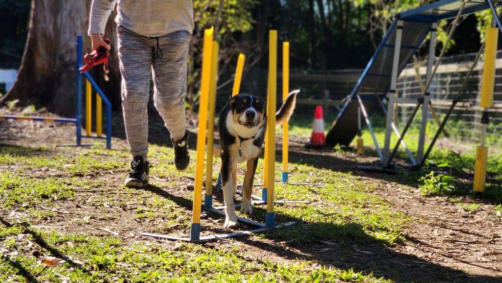 dog agility lessons sunshine coast