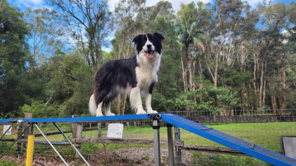 dog agility sunshine coast