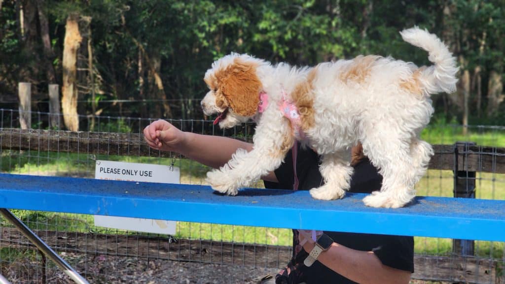 dog agility training sunshine coast