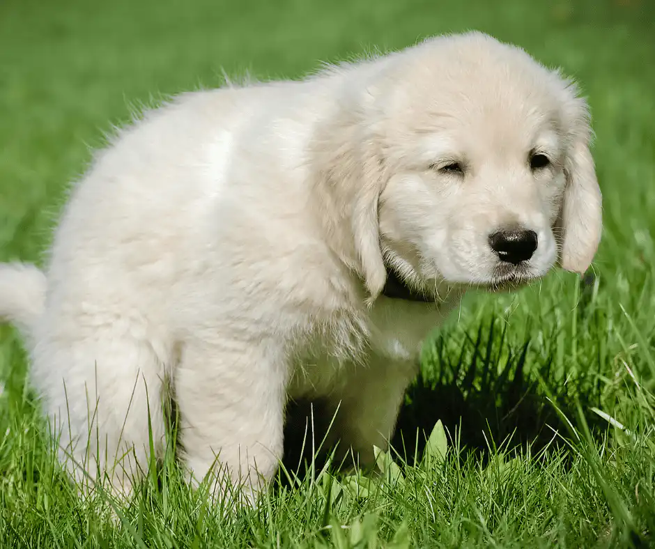 Puppy's Reluctance to Use Indoor Potty Area