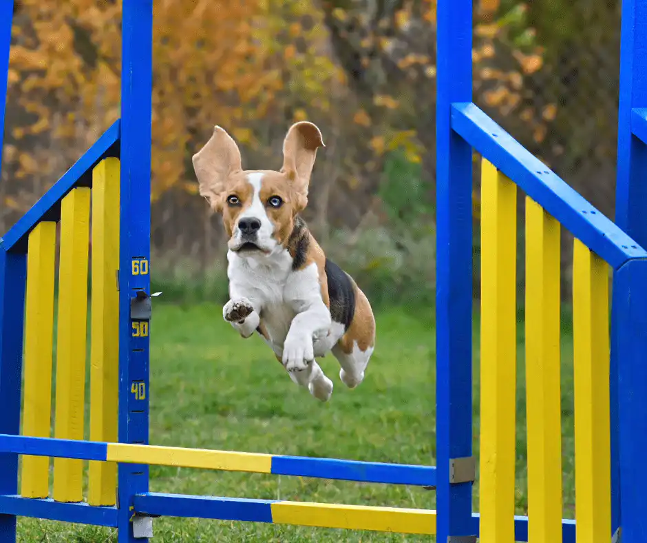 dog agility trainer wanted sunshine coast