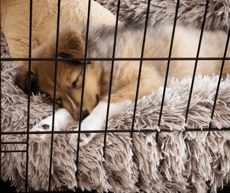 how to get puppy to sleep longer in morning